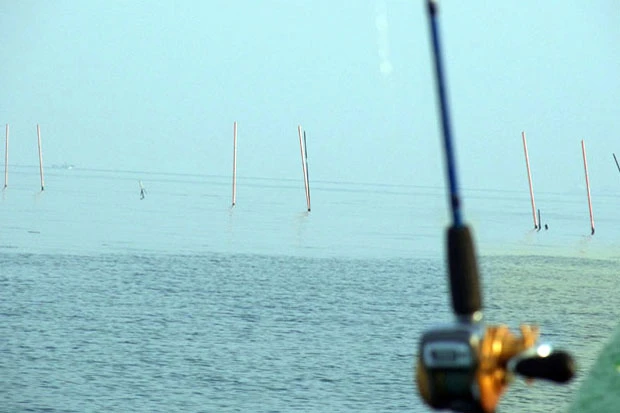 この日の海は穏やかな凪だが風はヒンヤリとしてウインドパーカーがないと寒かった。海苔ひびだろうかあちこちに竹の杭が林立している