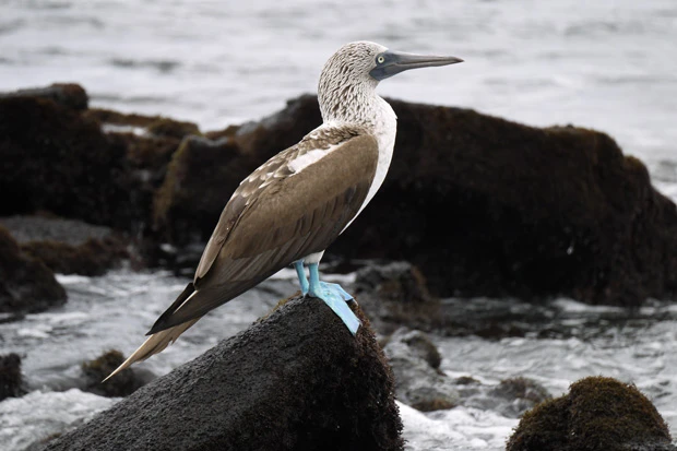 探し求めていたアオアシカツオドリ。鳥は飛んじゃうから見つけるのが大変!