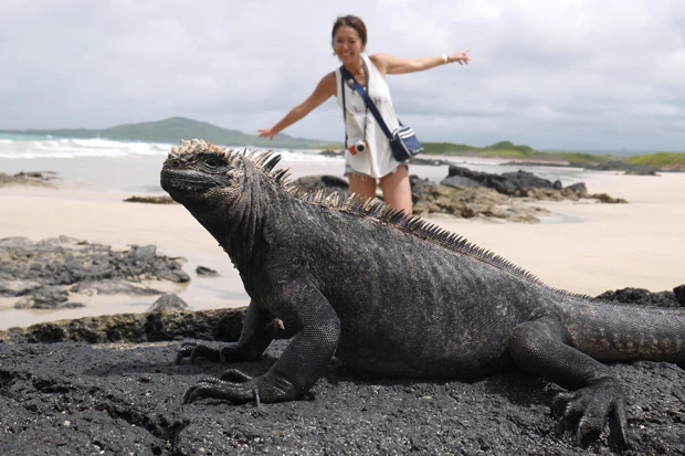 思わず踏みそうになったマリンイグアナ。一ヵ所に15~20匹くらいいた!
