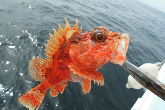 背ビレのトゲが痛々しいユメカサゴ