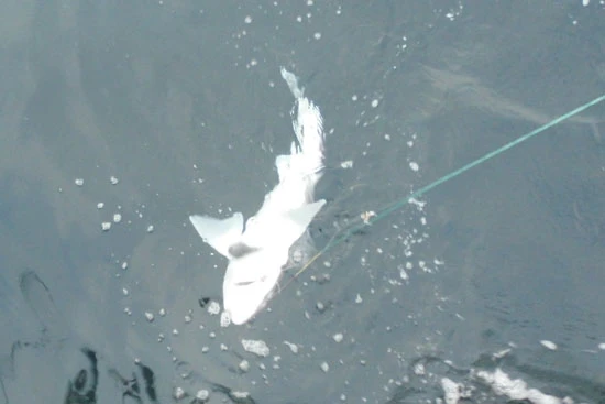 サメとはいえ、大人しく、水族館などでも飼育されているドチザメ