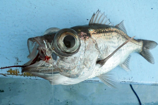 シロムツはクセがないので塩焼きはもちろん、天ぷらにもオススメ