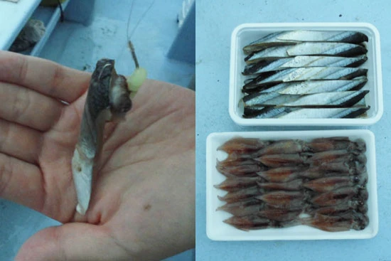 今回はサンマの切り身とホタルイカを使用