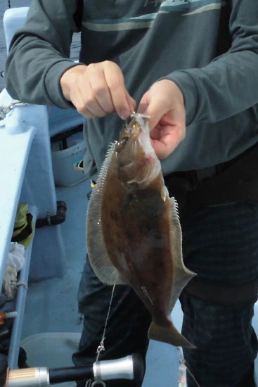 通常は推進３０ｍほどの浅場に生息しているはずだが、いったいなぜ？