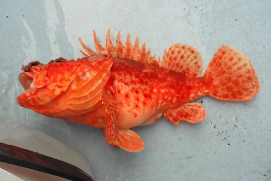 ようやく釣れた(K氏がだが)本命の鬼カサゴ! 一日くらい寝かせて湯引きした刺身は絶品!