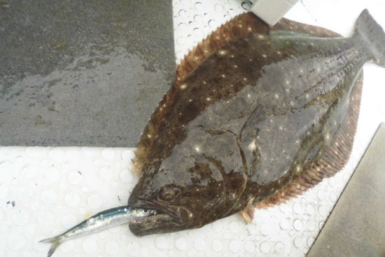 やや小型だがようやく1匹目をGET! 釣り人の性(さが)として一番ノリしたいが、ボウズじゃなければ問題ナシ!