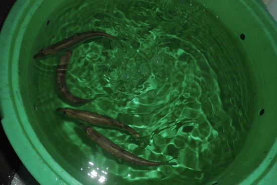 エサに使用するイワシ。弱らないように何匹かずつ持ってくる