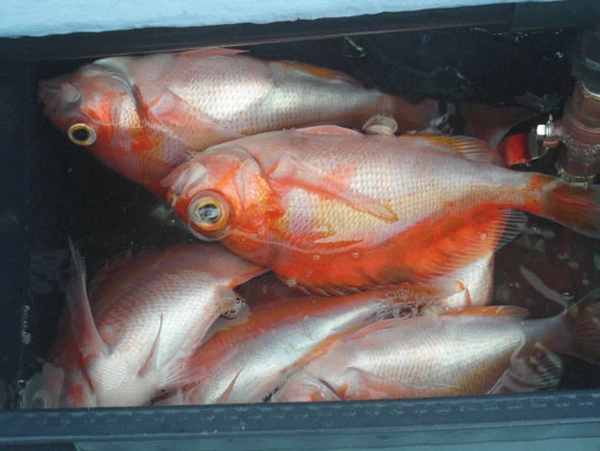 丸々太った赤イサキ。身にあまり脂がないので、ムニエルなどバターや油を使った料理にオススメ