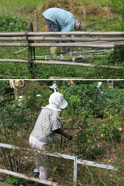 写真上は本物の人間(近くの畑で作業中)で、下は小西さんのかかし。写真だと、もはや見分けがつかない(笑)