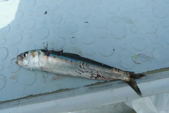 ヒラメの歯型が残ったイワシ。バレて悔しいのはもちろん、イワシも弱るしで踏んだり蹴ったり