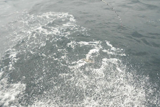 ググッと突っ込まれる竿先。この瞬間からが勝負だ!