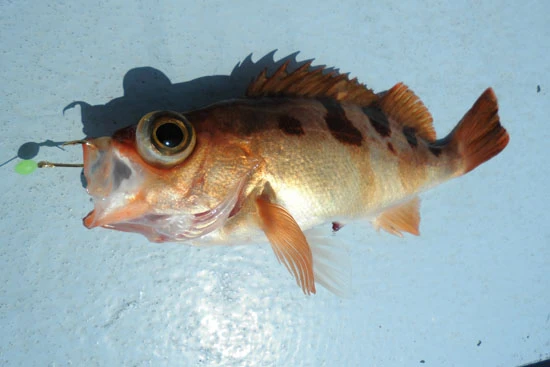 色つやのよいメバル。いつの間にかK氏が釣っていた