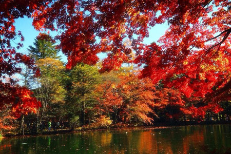 軽井沢は今が紅葉のシーズンみたいです! 気軽に行ける関東の紅葉が待ち遠しいですね。ぜひ、デートで行ってください!
