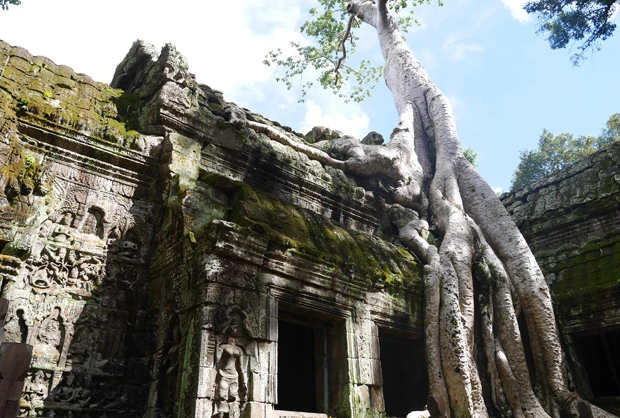 ガジュマルと遺跡のコラボのタ・プローム