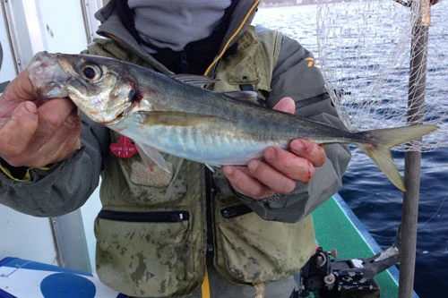 めったにお目にかかれない40cm級のアジ!