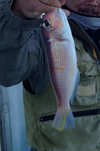 釣り場を変えてようやく良型のアマダイを釣り上げた！