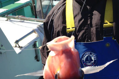 口の右から上に向かって出ている糸はお隣さんの飲み込まれたハリ。左には私のハリが掛かっている