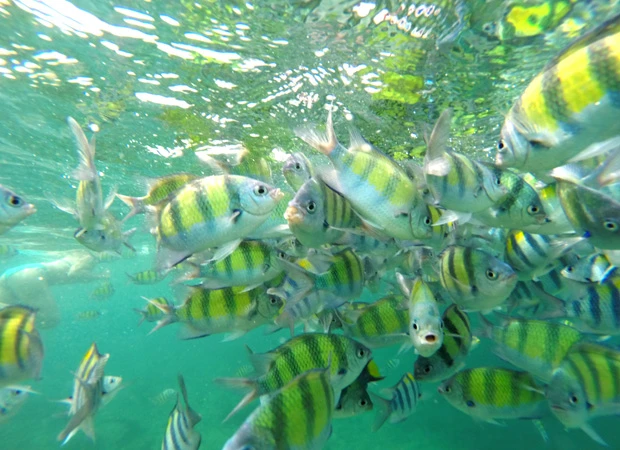 ピピ島シュノーケルにて、魚の大群にどつかれる