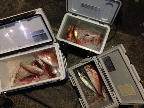 この日の釣果。皆、空のクーラーボックスを持ち帰ることなく終わったのでひと安心