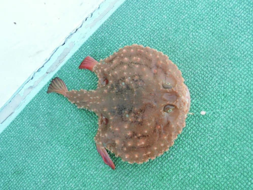 「なんだ、これ！　突然変異か？」と船上を騒然とさせた「アカグツ」