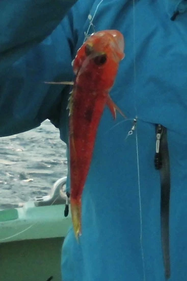 外道かと思うほど釣れたアカボラは、聞けば天ぷらやカルパッチョなどで食べられるアマダイ釣りの抑え的存在だった