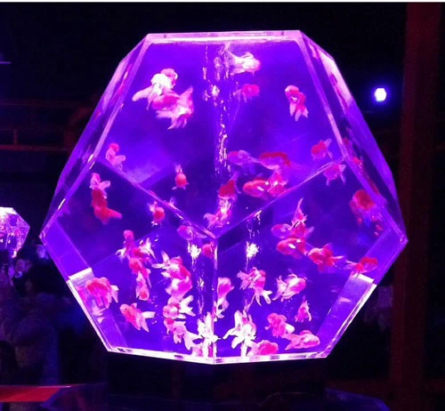 知っている人も多いはず! かわいらしい金魚が幻想的になっています