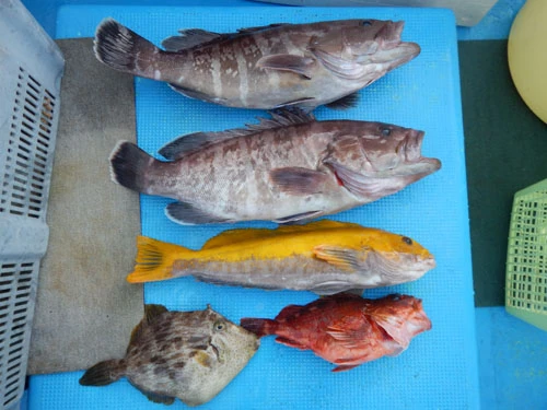 午前中の釣果。悪状況のなか、午後は釣れるのか?