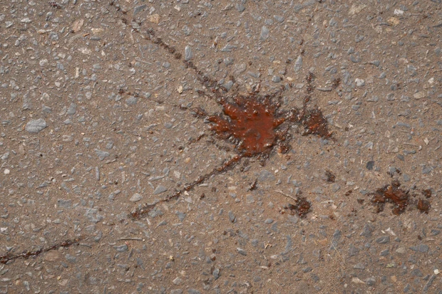 町中には至る所に血痕のようなキンマの残骸が