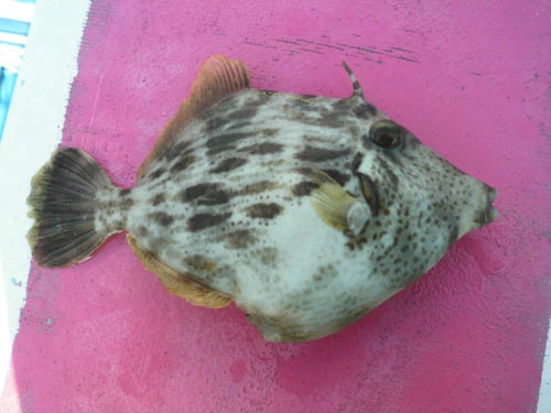 これだけのサイズのカワハギになると丸々煮付けにするか、刺身を肝和えにするか迷うところ