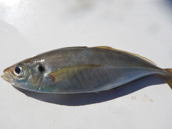  陸に上げると薄く見えるが、しっかり金色がついた金アジ