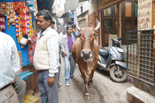 路地をふさぐ牛たち。大人しいけど真正面に対面すると、いきなり突進してくるんじゃないかと怖くなる