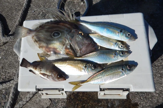 金アジの数はともかく、メバルやサバなど食べる分にはバリエーションがあって、これはこれでよし!