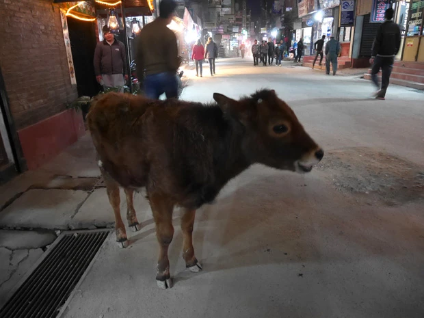 イヒヒ…となめた顔？　かわいさあまって憎さ１００倍とはこのことだ