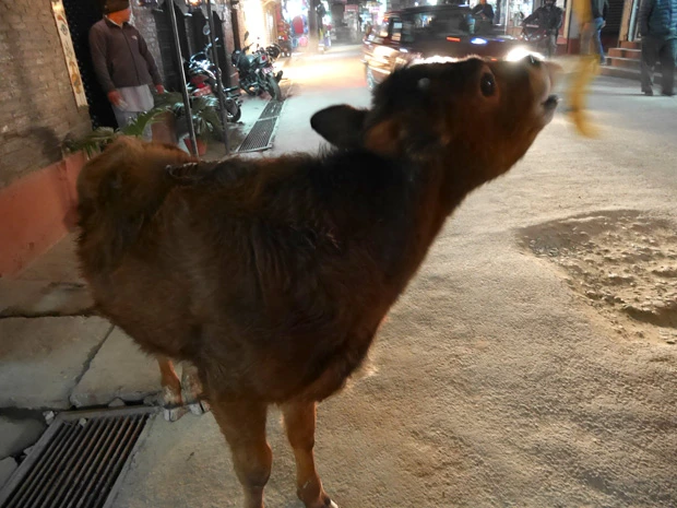バナナ欲しさにマリーシャに突進してきた、かわいさ余って憎さ100倍の仔牛