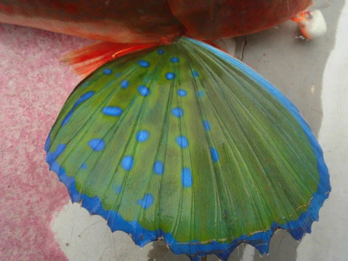 色鮮やかなホウボウの胸ビレは、海底から離れて泳ぐ際にはこのヒレを広げて滑空するように泳ぐ。また危険が迫ったときの威嚇(いかく)としても活躍する