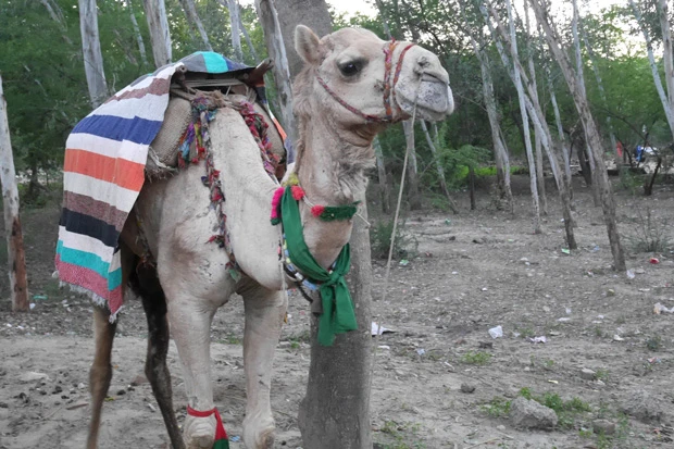 ラクダに乗るって手もあるね! リキシャよりボラれそうな香りプンプンですけど(笑)