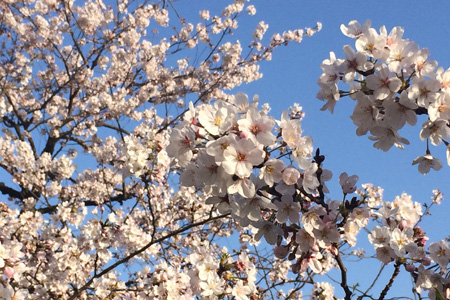 春らんまん。でも実は4月にこんな快晴は貴重で、日照が少ないため“幸せホルモン”が分泌されにくいという