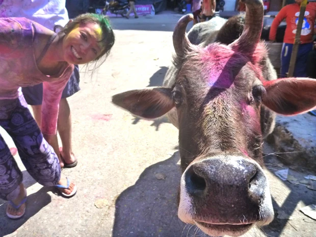 神聖と崇められている牛もやられてる。いつも堂々としているのにホーリー後は人間から逃げるようにみんな頭を隠していた。イヤだったんだね(笑)