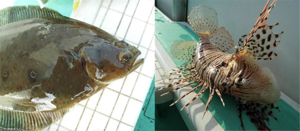 英名でルナ・ライオンフィッシュと呼ばれ、ヒレがたてがみのようにふさふさなミノカサゴと、虫に食われたような斑(まだら)があるムシガレイ。