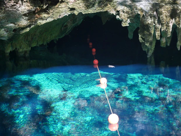 観光客が泳ぐと水が曇るというので、誰もいない早朝のセノーテを狙う。しかし先客が!……カメ~!