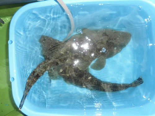 K氏の釣り上げたマゴチ。どちらも十分なサイズなのも悔しさを増す