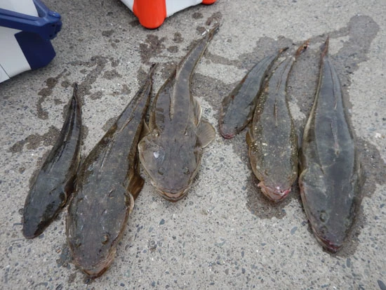 60cm級のマゴチが3本と最高の結果となった