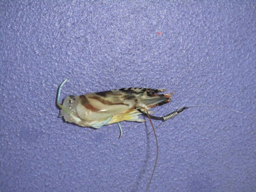 マゴチに持っていかれた活きエビ