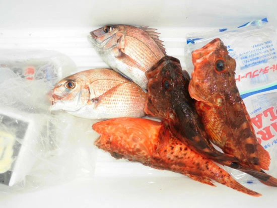 本日の釣果!! 今日はK氏の大活躍だった