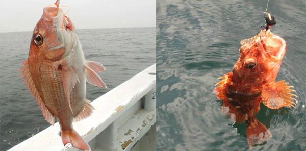 マダイにオニカサゴの連釣と絶好調のK氏。釣りは自分との勝負とはいえ、やはり自分が釣れないのに周りが釣れると悔しい…