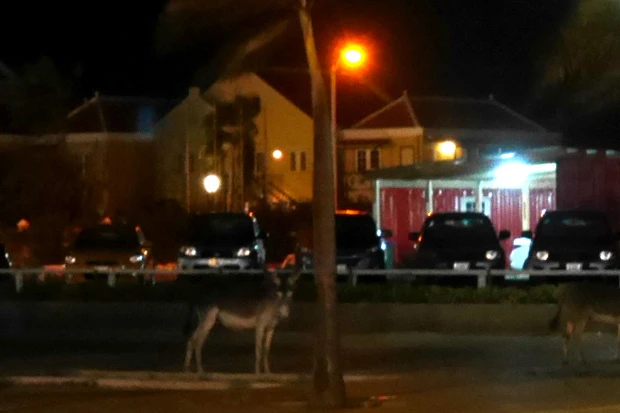 暗闇に光る眼がこっちを見つめてる。じろりんちょ