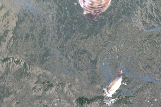 ついにアジがここまで! ラッキーヒットか!?