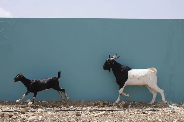 ヤギとの遭遇。ワイルドライフ