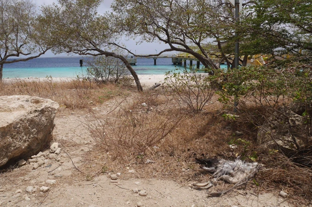 カモメに囲まれ、ペリカンは干からび…