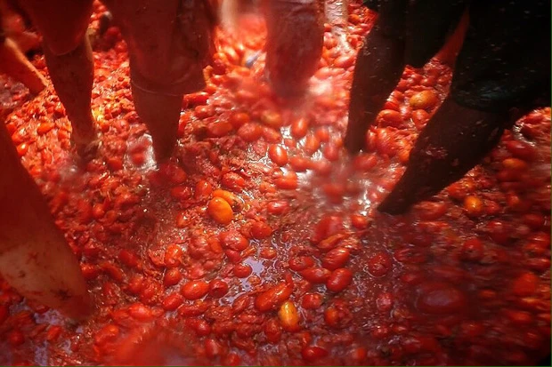 町中がトマトまみれになります